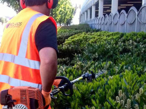 hedge-cutting