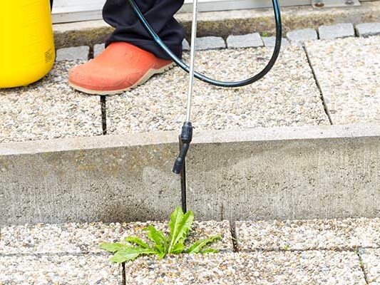 Thumb Weed Spraying