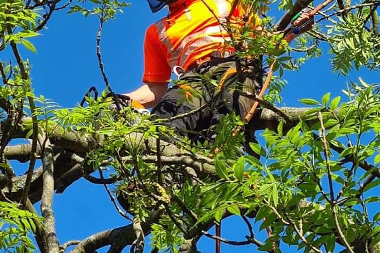 tree surgery midlands