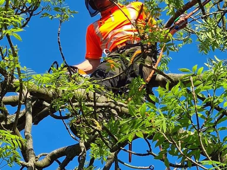 tree surgery midlands