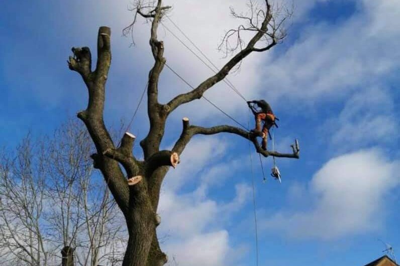 tree surgery